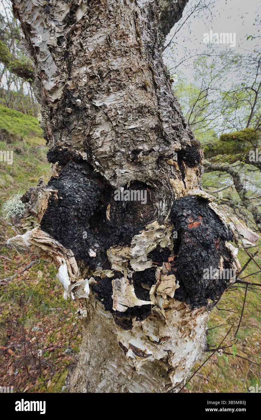 Chaga funghi (Inonotus obliquus) che crescono dal tronco di una betulla d'argento (Betula pendula) Inverness-shire, Scozia, maggio Foto Stock