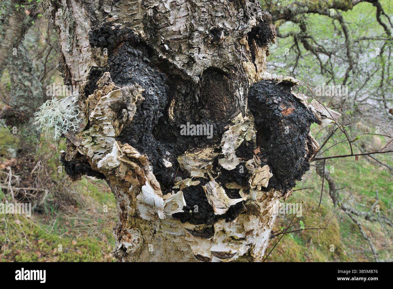 Chaga funghi (Inonotus obliquus) che crescono dal tronco di una betulla d'argento (Betula pendula) Inverness-shire, Scozia, maggio Foto Stock