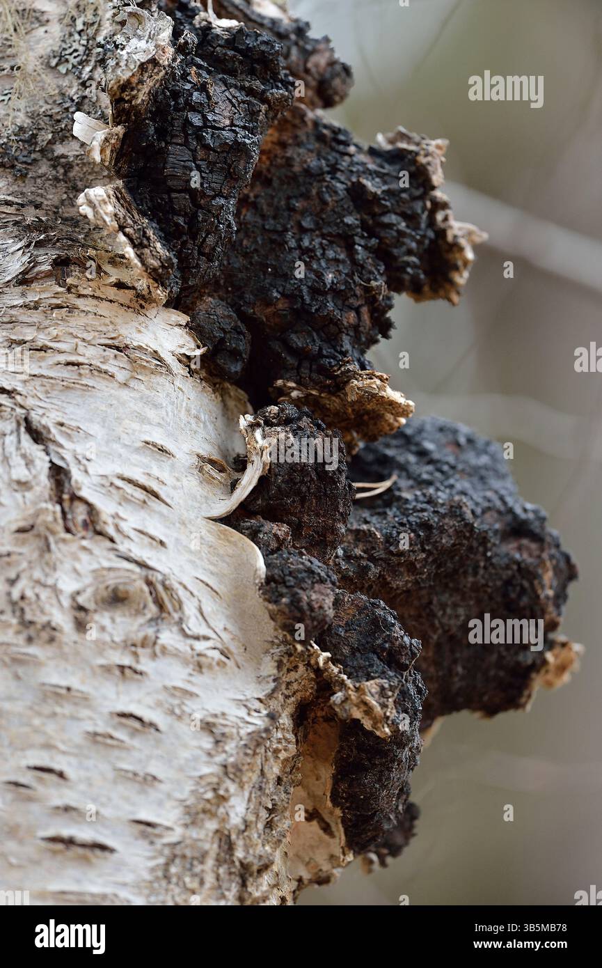 Chaga funghi (Inonotus obliquus) che crescono dal tronco di una betulla d'argento (Betula pendula) Inverness-shire, Scozia, maggio Foto Stock