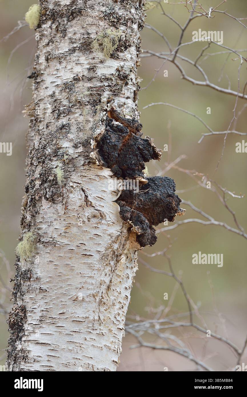 Chaga funghi (Inonotus obliquus) che crescono dal tronco di una betulla d'argento (Betula pendula) Inverness-shire, Scozia, maggio Foto Stock