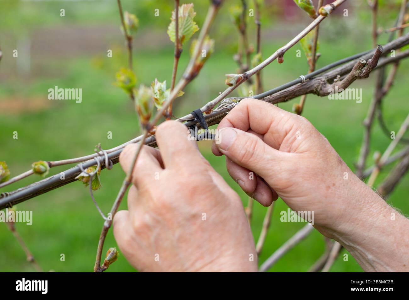Il giardiniere lega la vite. Formazione di cespugli d'uva in primavera. Foto Stock