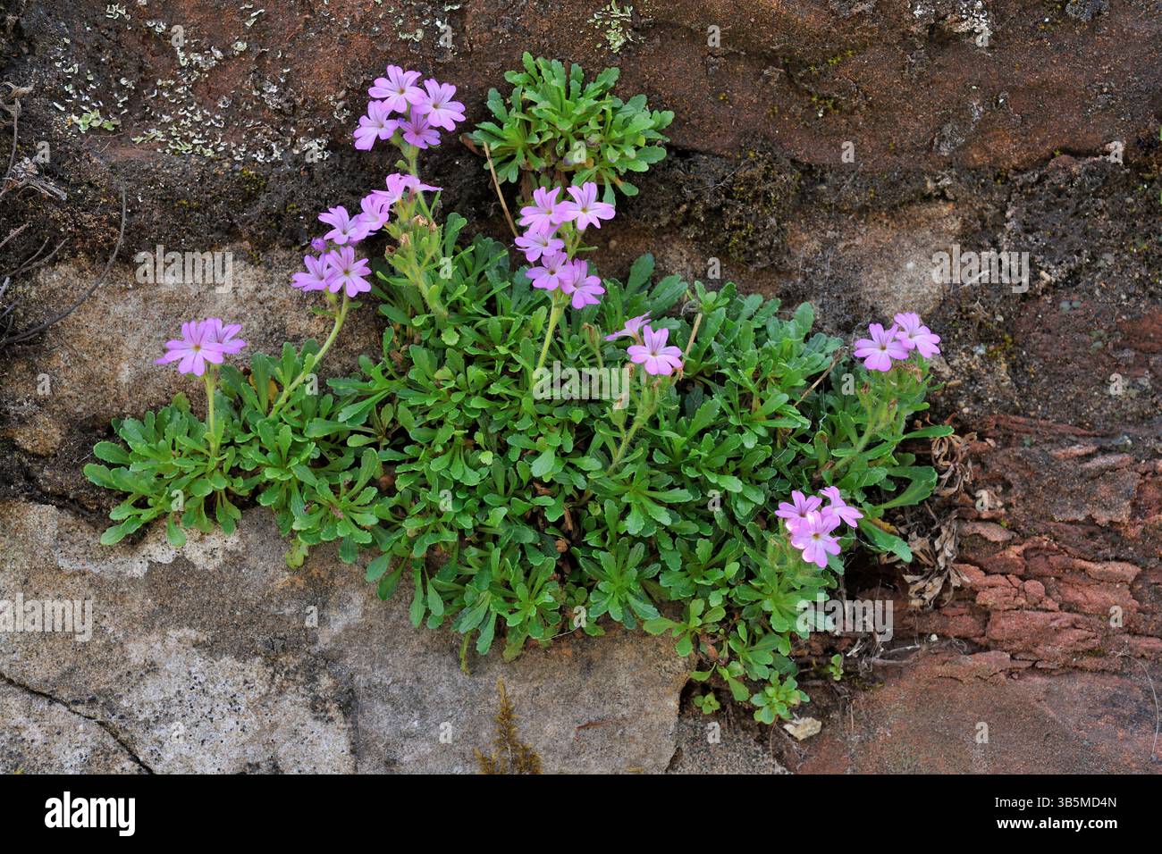 Fairy Foxglove (Erinus alpinus) pianta in fiore e cresce tra le fessure nel mortaio di un muro di pietra a Brodick, sull'isola di Arran, Scozia Foto Stock