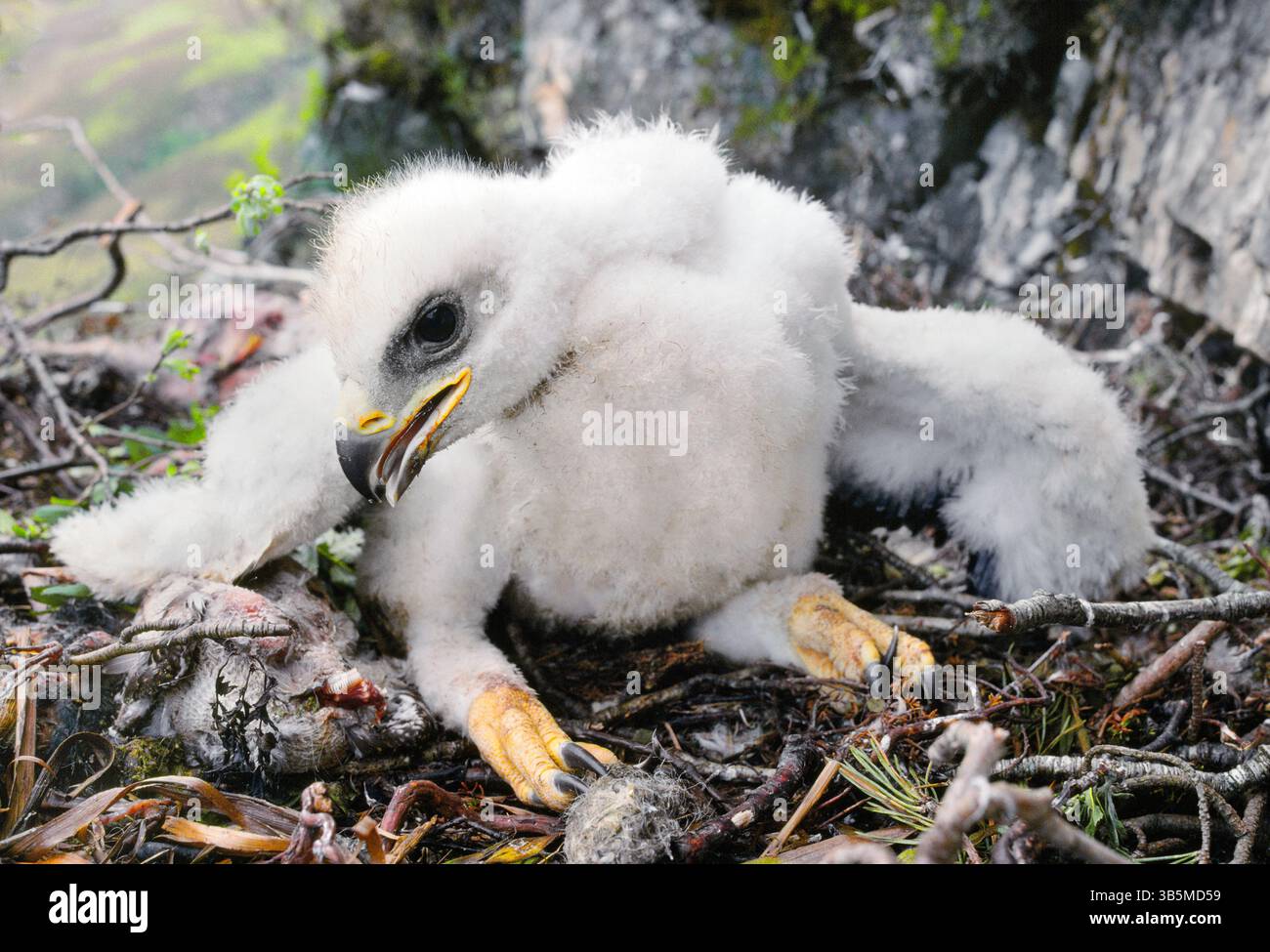 Aquila d'oro (Aquila chrysaetos) aquila di tre settimane a eyrie, Lochaber, Scozia, maggio Foto Stock