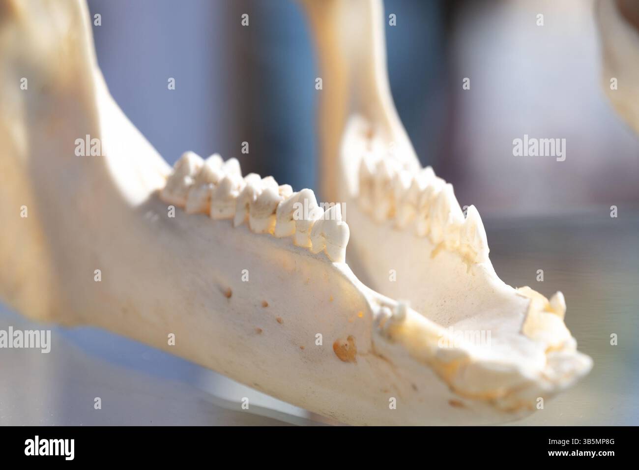 Primo piano di mandibola animale con denti visibili e struttura dentale. Foto Stock