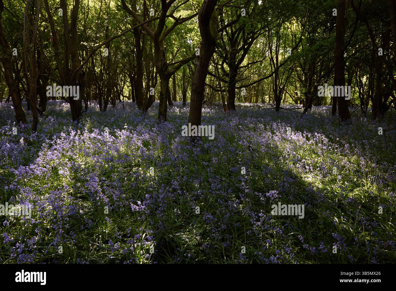 Bosco di campanili inglesi in primavera con luce solare e ombre contrastanti. Foto Stock