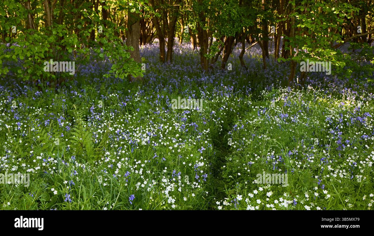 Bosco in primavera con campanelli nativi inglesi e fiori di Stitchwort. Foto Stock