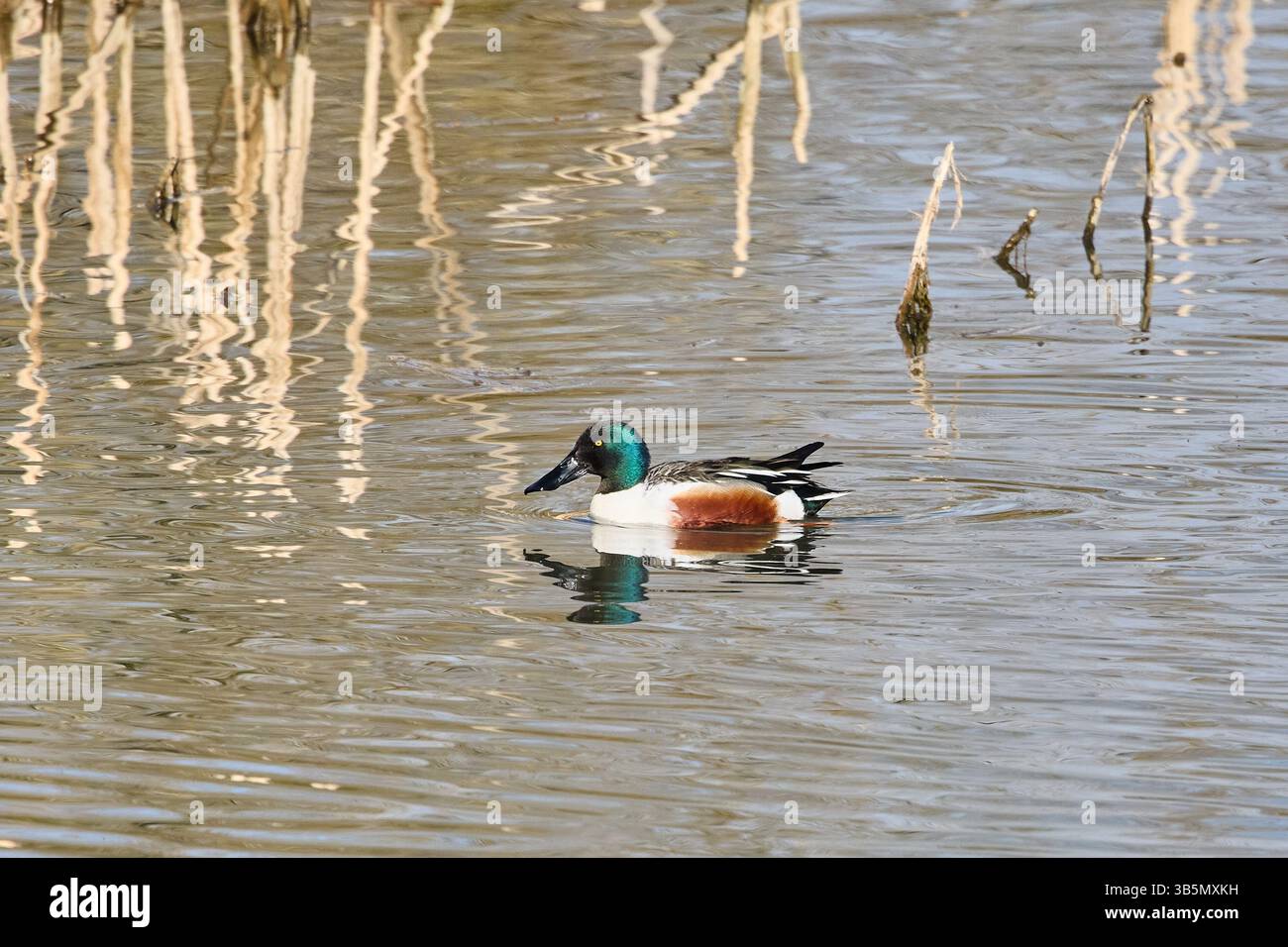 Un maschio Northern Shoveler (Anas clypeata) illuminato dalla luce del sole su un lago con sullo sfondo le canne. Foto Stock