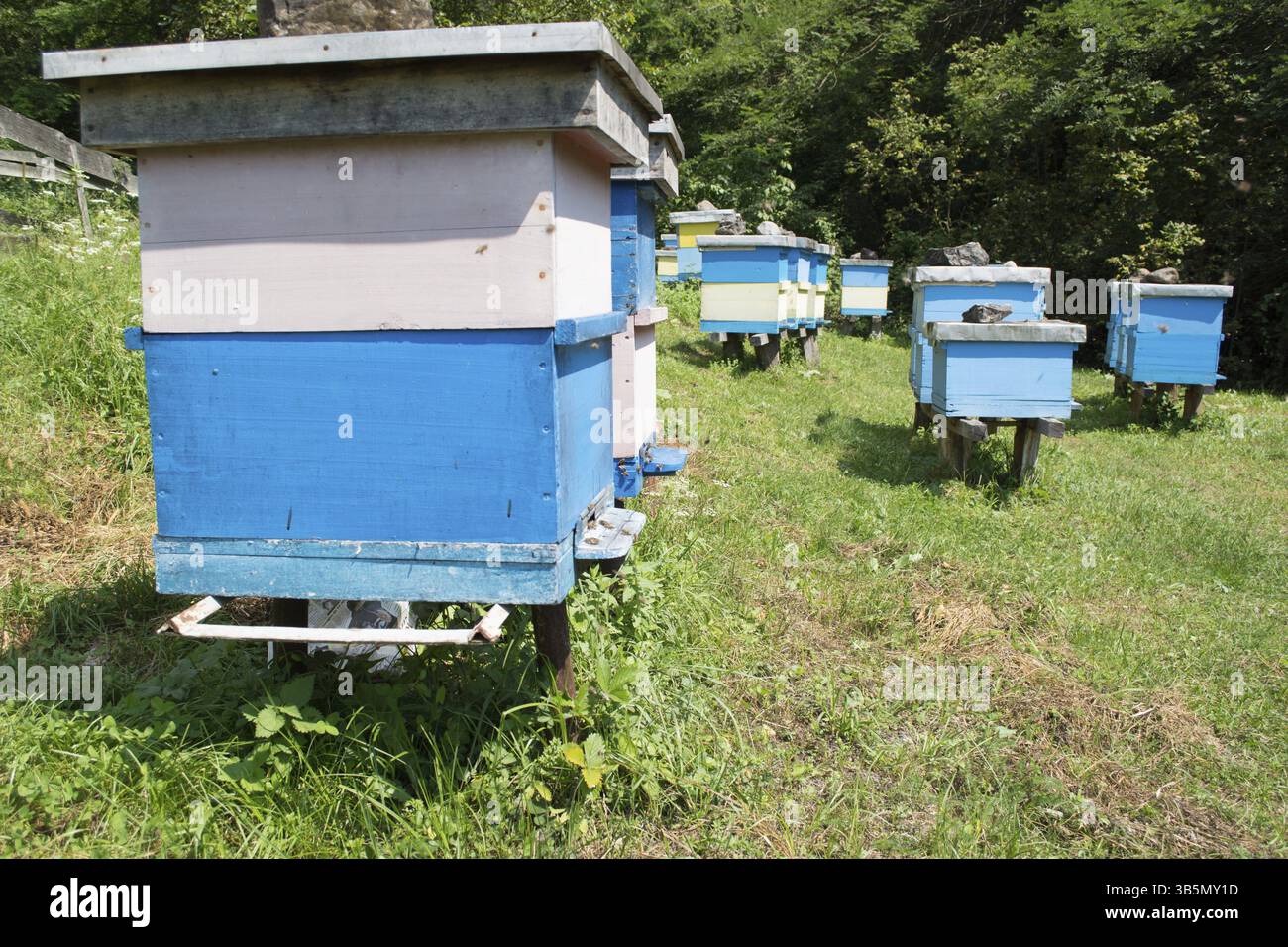 Ci sono molti favi in campo aperto, pieni di api che lavorano in cerca di cibo Foto Stock