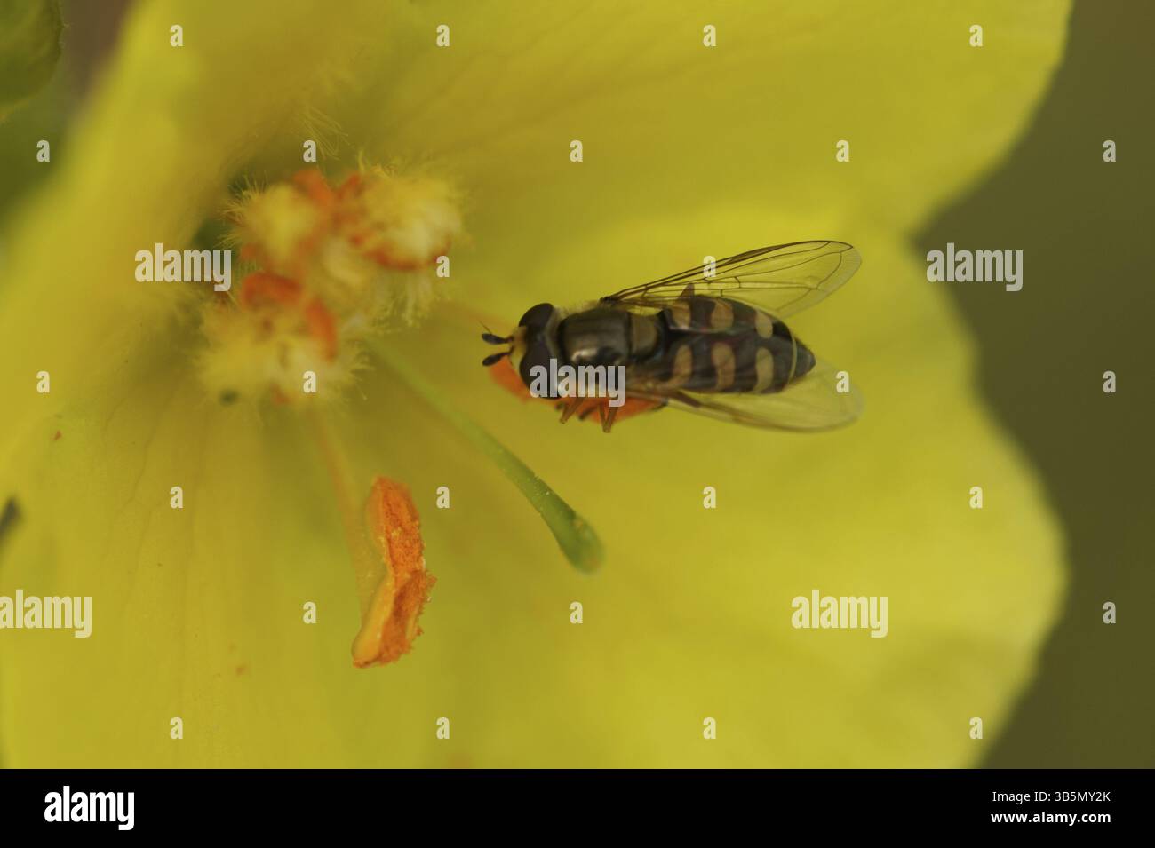 Hoverfly comune (Eupeodes corollae) Foto Stock