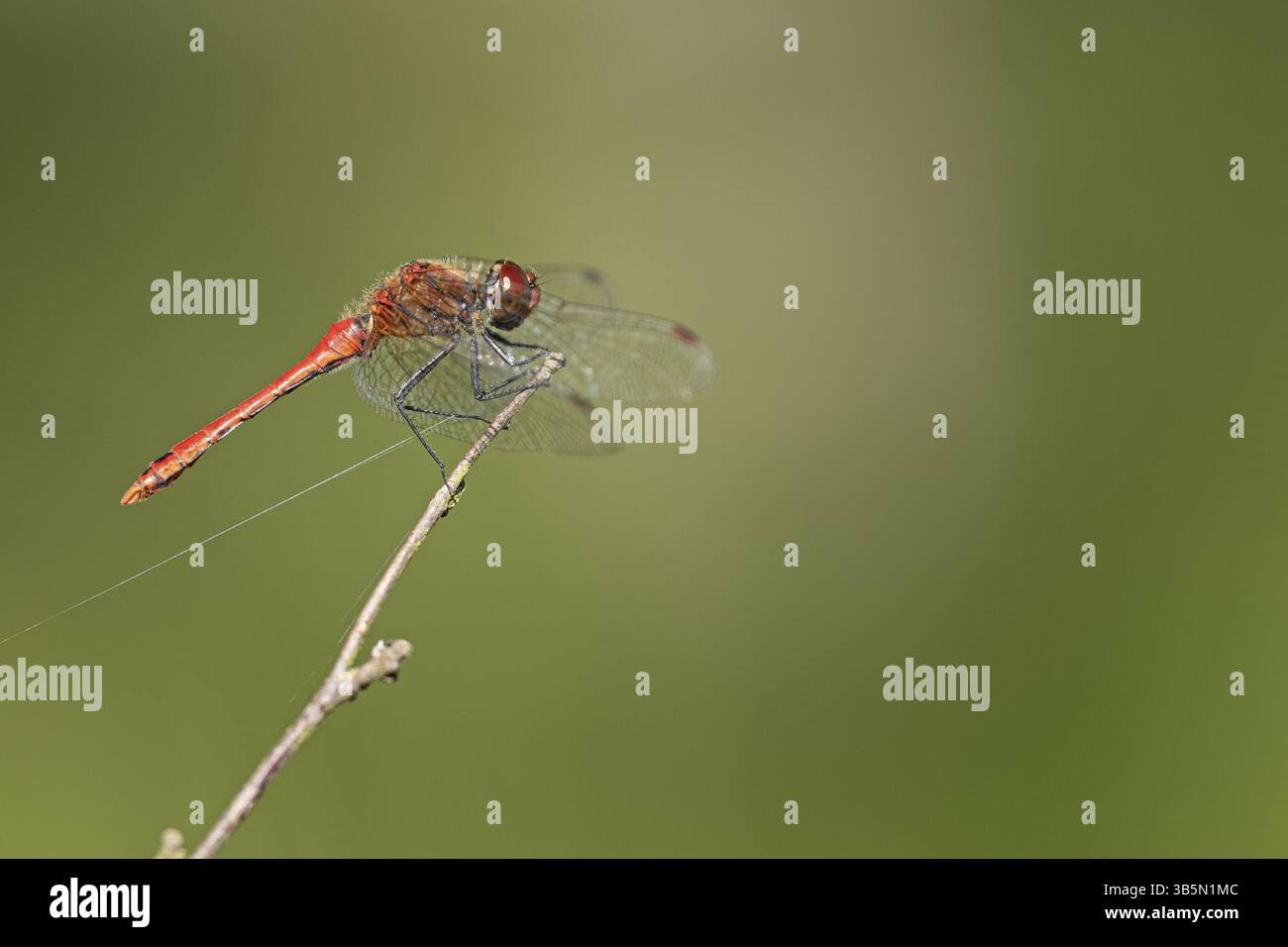 Ruddy Darter Dragonfly (Sympetrum sanguineum) su un ramo Foto Stock