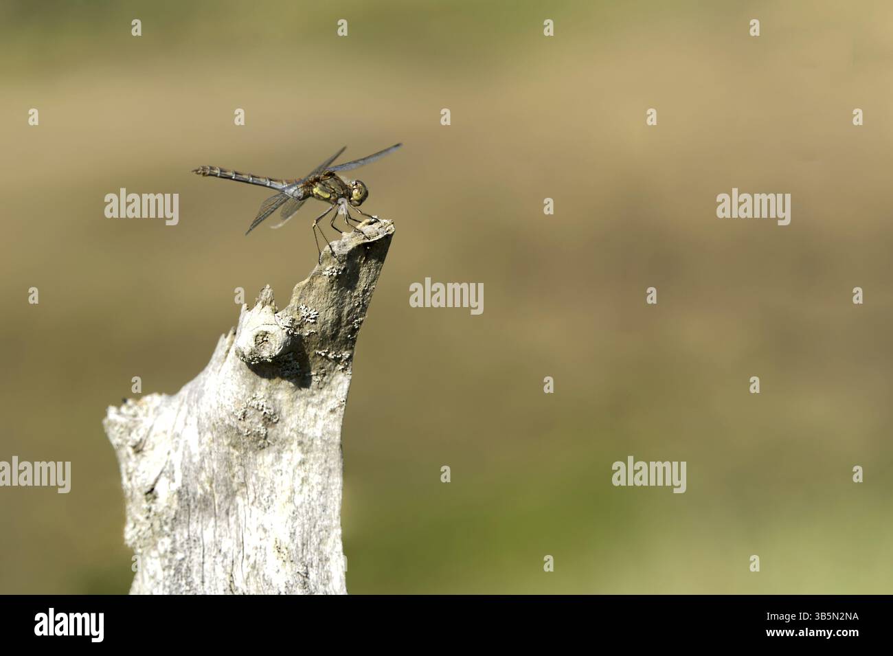 Common Darter (Sympetrum striolatum) Foto Stock