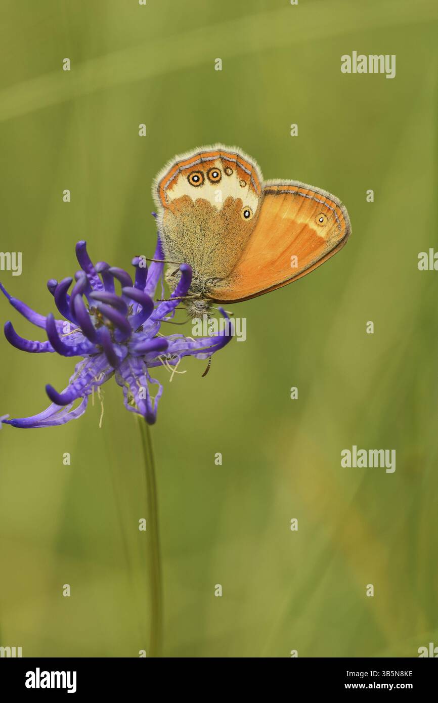 Brughiera perlata (Coenonympha arcania) su un fiore Foto Stock