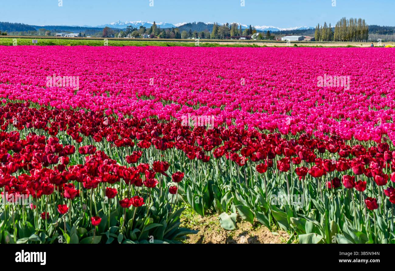 File di tulipani rosa a Mount Vernon, Washington. Foto Stock