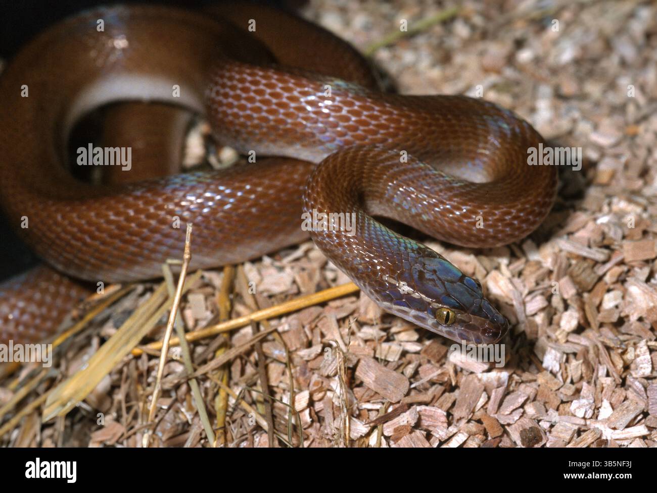 Serpente africano o serpente marrone. , Boaedon (Lamprophis) fuliginosus, Colubridae Foto Stock