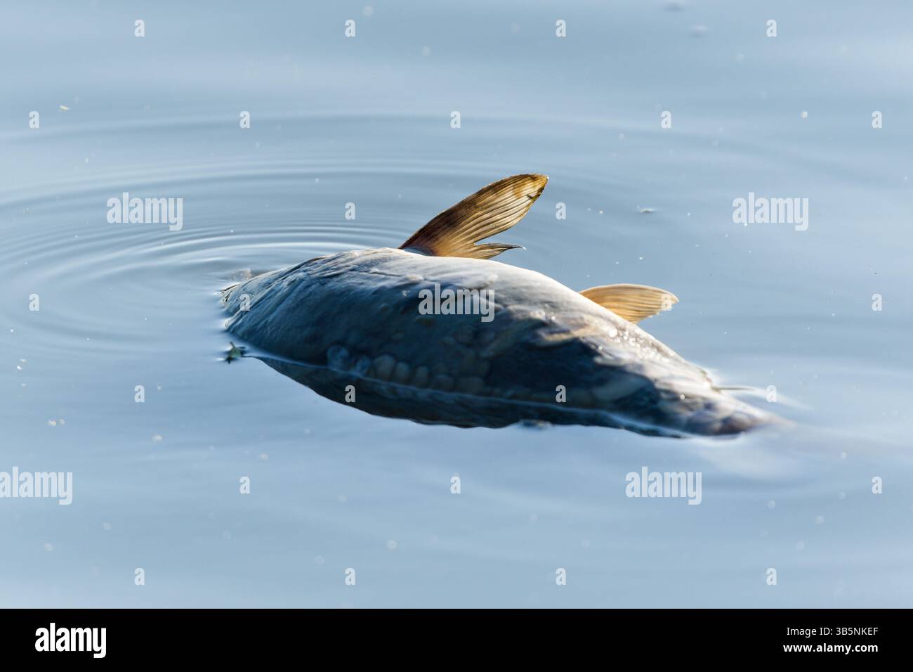 Pesci morti nello stagno. Concetto di acqua inquinata o avvelenata. Concetto di disastro ambientale. Foto Stock