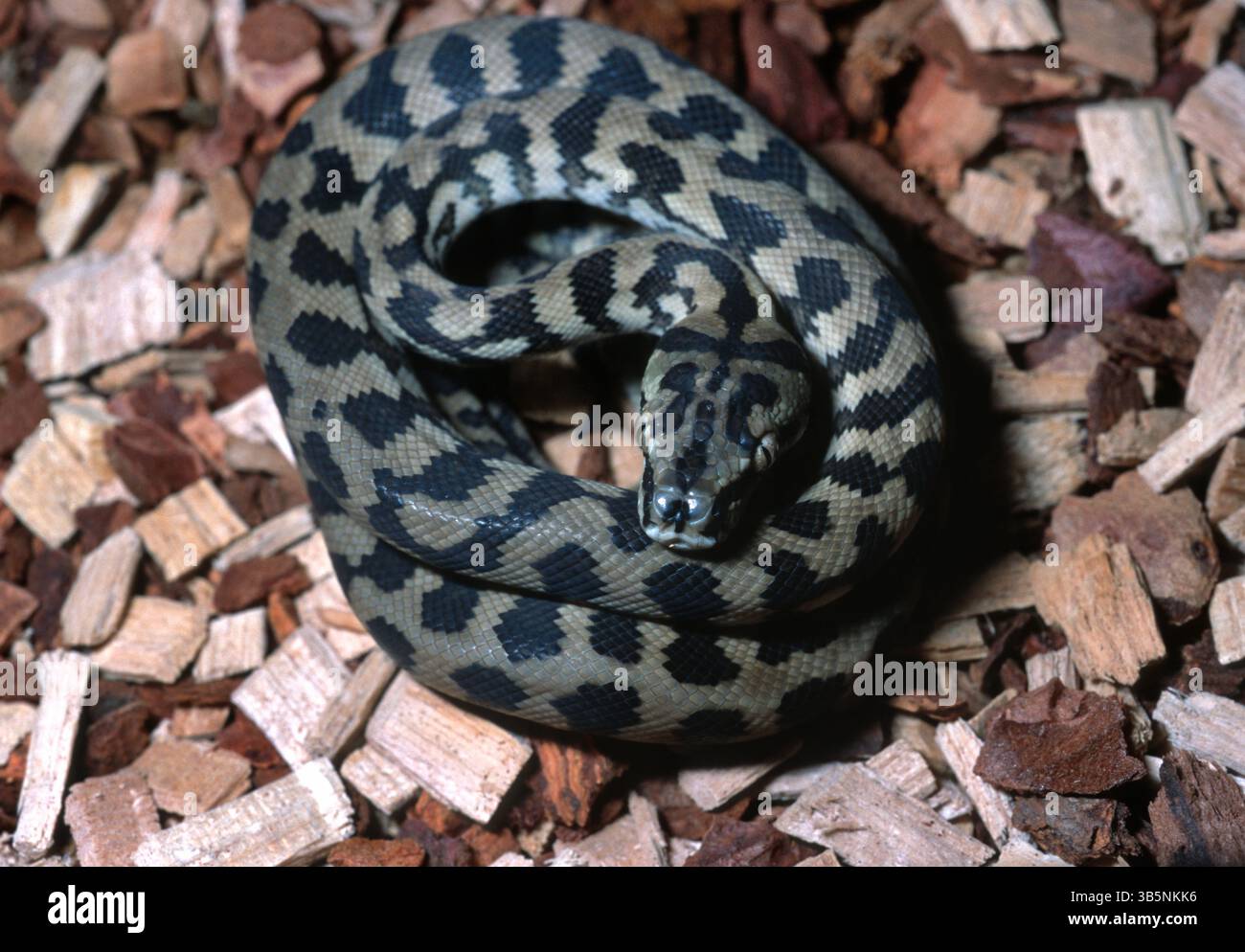 Pitone di tappeti torresiani, pitone di tappeti Darwin o pitone di tappeti nordoccidentali, Morelia spilota variegata, Pythonidae Foto Stock