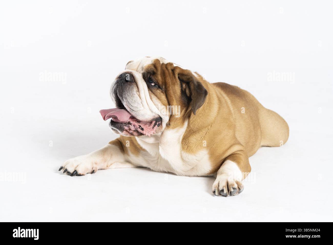 Un Bulldog inglese sta mentendo con la bocca aperta su uno sfondo bianco. Il Bulldog inglese è un cane di razza pura con un pedigree. La razza di cane appartiene Foto Stock