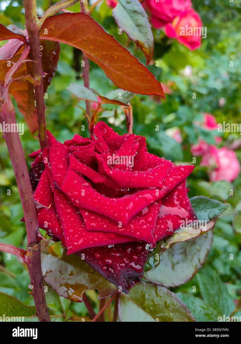 Rosa rossa sotto la pioggia. Primo piano. Foto Stock