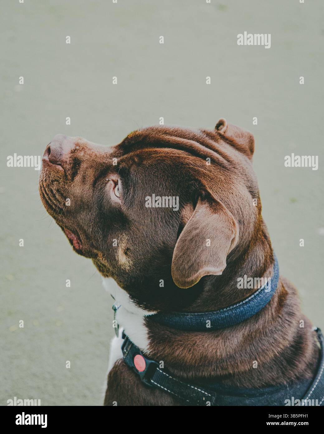 Primo piano di American Bulldog Cross staffy, Animal, American Bulldog, Portrait, Nature, cane maschio, animali domestici, razze, mammiferi, all'aperto. Foto Stock