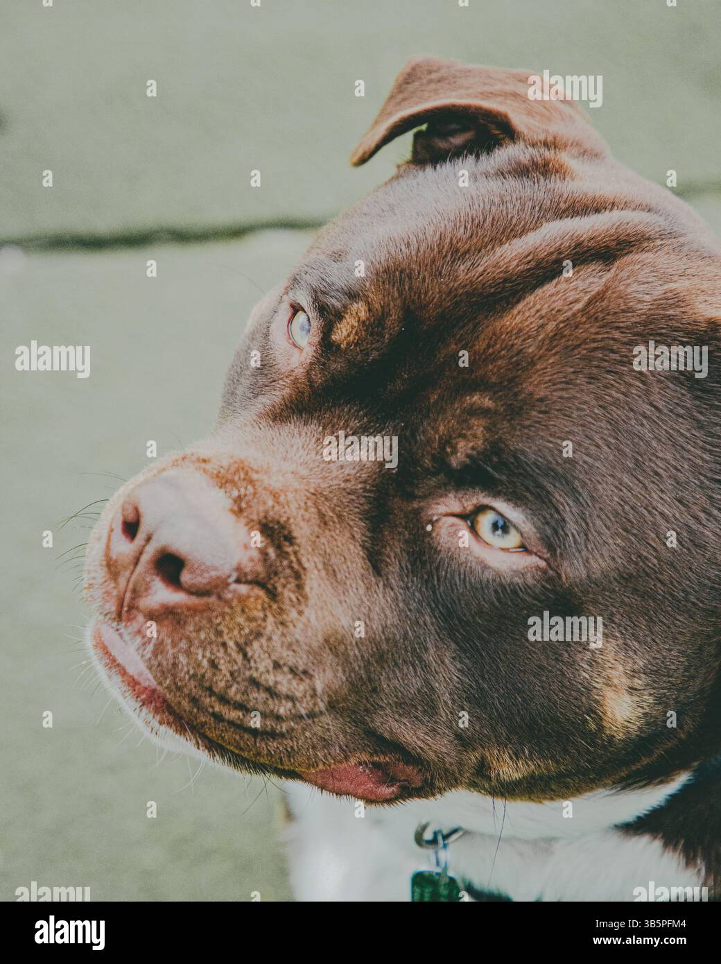 Primo piano di American Bulldog Cross staffy, Animal, American Bulldog, Portrait, Nature, cane maschio, animali domestici, razze, mammiferi, all'aperto. Foto Stock