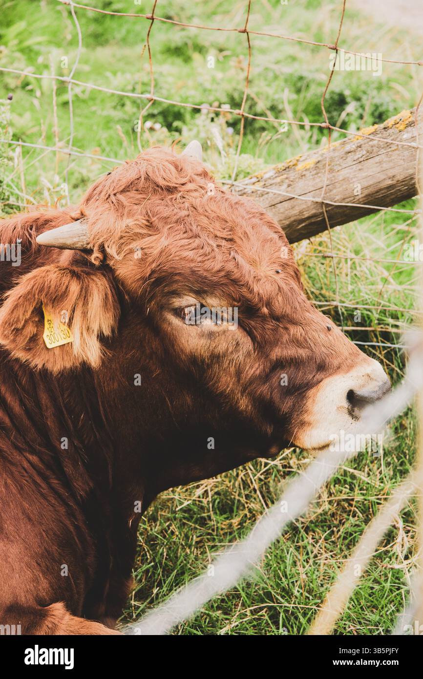 Immagine di una mucca bruna in un campo all'aperto che riposa, natura, animale, mucca, animali domestici, fattoria, attività all'aperto, agricoltura, stile di vita, animali e animali domestici. Foto Stock