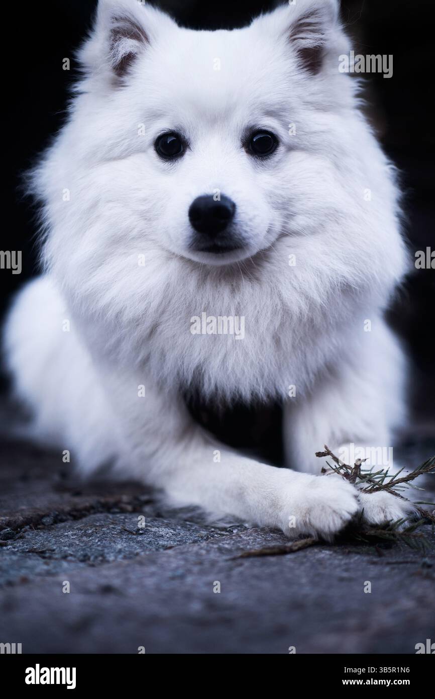 Spitz giapponese Foto Stock