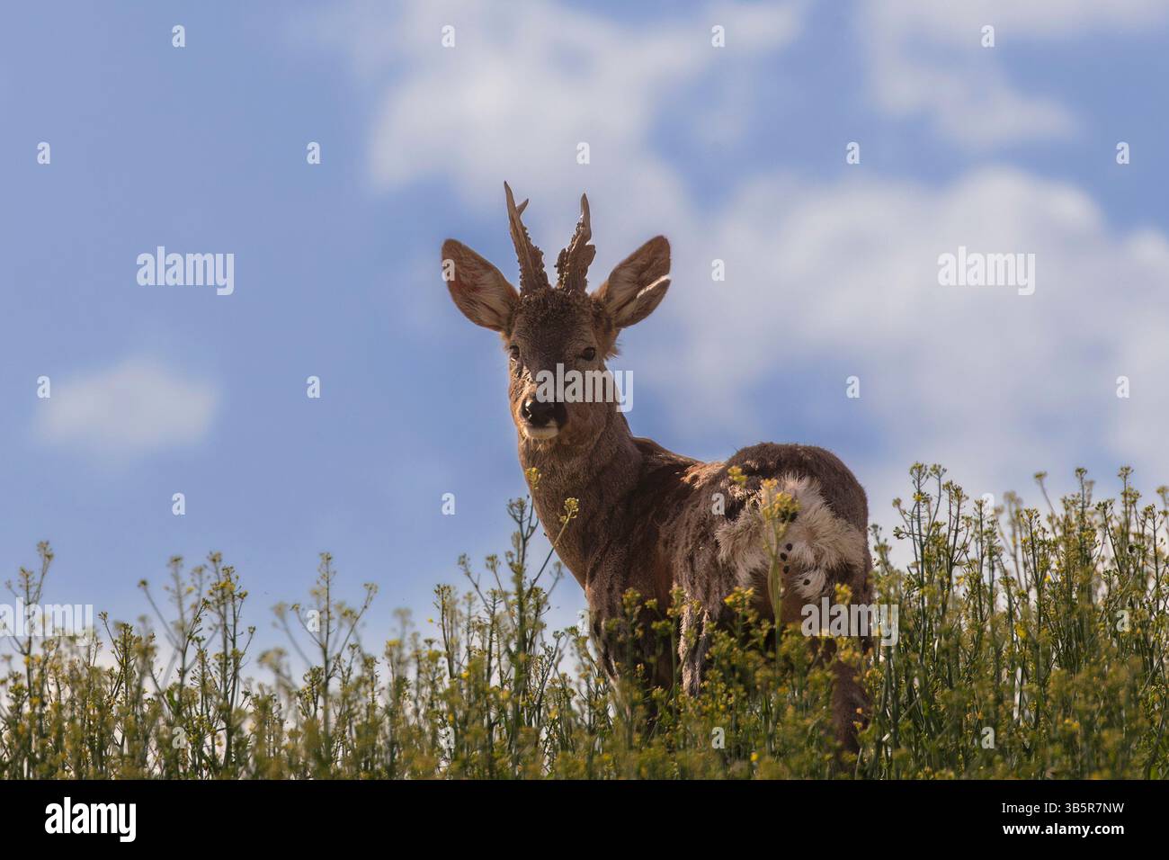 Vecchio capriolo buck in campo agricolo, con cicatrici sulle orecchie (Capreolus capreolus) Foto Stock