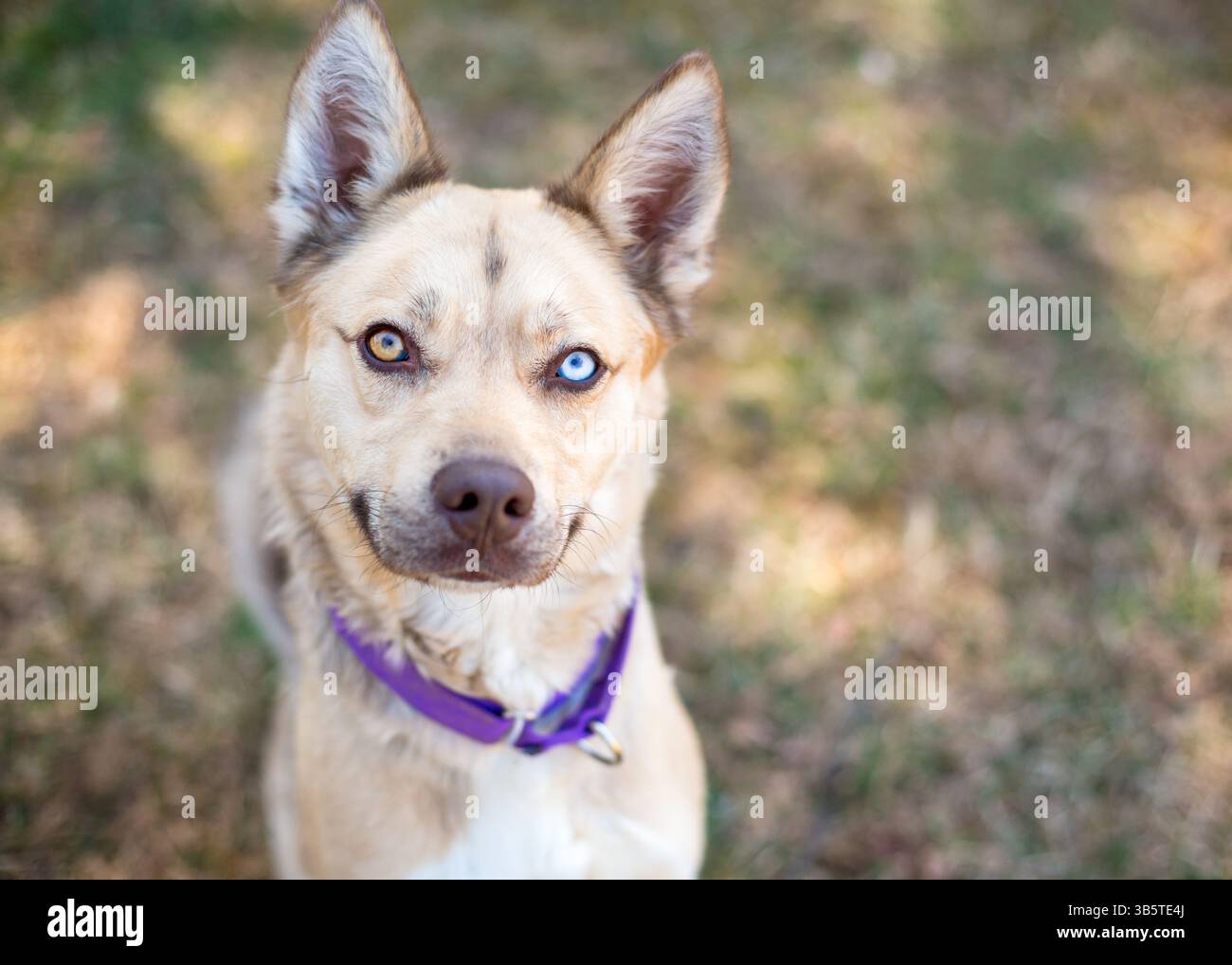 Un simpatico cane di razza mista con eterocromia, un occhio blu e un occhio marrone Foto Stock Un simpatico cane di razza mista con eterocromia, un occhio blu e un occhio marrone Foto Stock
