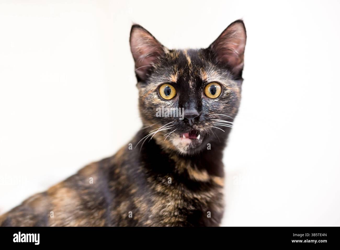 Un gatto shorthair con occhi gialli che guarda la fotocamera con la bocca aperta Foto Stock