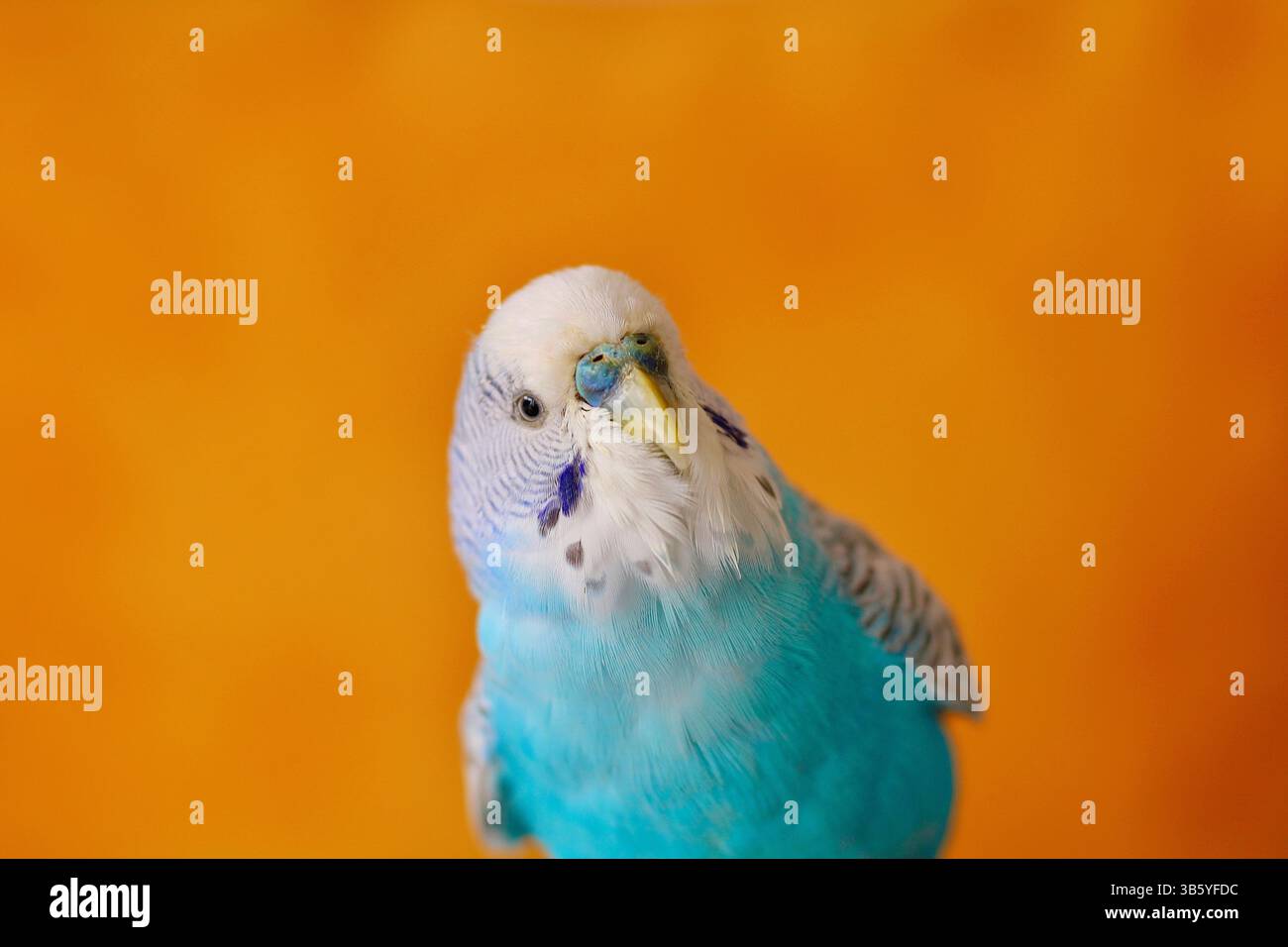Budgerigar blu e bianco su un vivace sfondo arancione. Primo piano di un uccello carino e colorato che sembra curioso. Ritratto di animali minimalista. Foto Stock