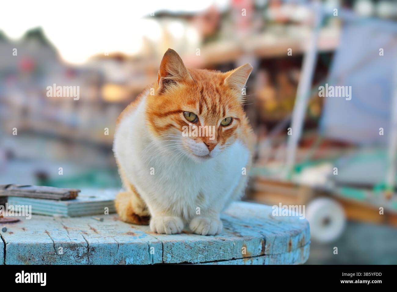 Zenzero e gatto randagio bianco seduti su un rustico tavolo di legno vicino al porto con barche da pesca sullo sfondo. Foto Stock