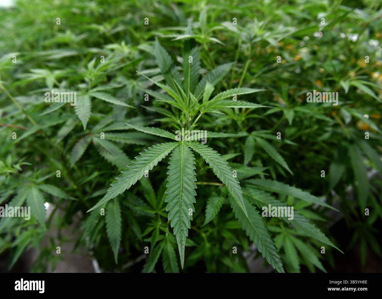 27 luglio 2022, Hartford, CT, USA: I conti preliminari indicano che lo sforzo legalizzato di marijuana potrebbe non essere riuscito a raccogliere abbastanza firme elettorali in due dei sei distretti congressuali del Missouri necessari per raggiungere il voto. (Immagine di credito: © Brad Horrigan/TNS tramite ZUMA Press Wire) Foto Stock