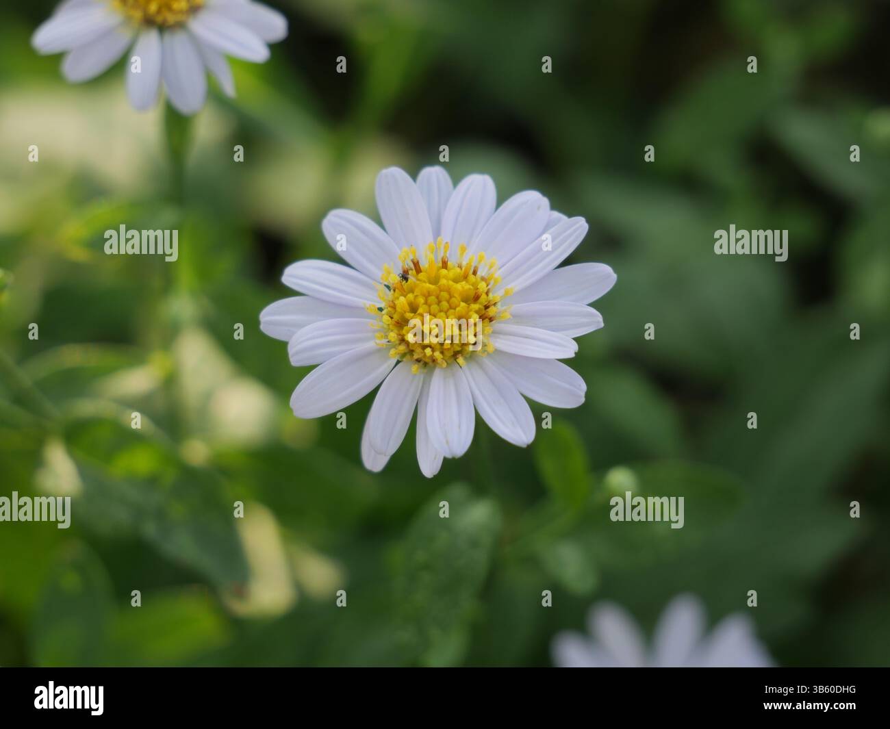 Bellissimi fiori a margherita di colore bianco piante vicino al giardino naturale fiori a margherita giorno di sole Foto Stock