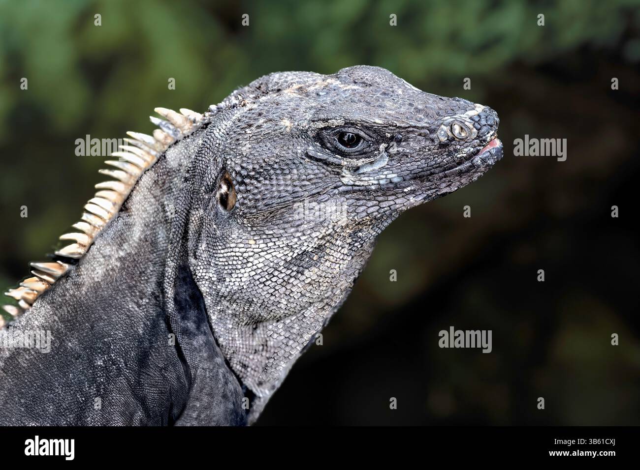 Closeuup della testa di Iguana, una specie di lucertola erbivora che ha un corpo grande. Ha una pelle spessa e file di spine lungo la schiena e la coda. Non li fa Foto Stock