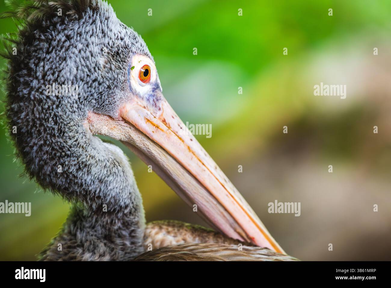 Ritratto di un pellicano a punta, la testa di un pellicano grigio con un occhio arancione brillante in primo piano su uno sfondo naturale e morbido. Foto Stock