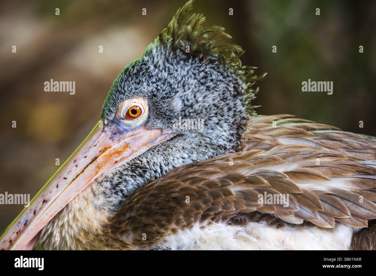 Ritratto di un pellicano a punta, la testa di un pellicano grigio con un occhio arancione brillante in primo piano su uno sfondo naturale e morbido. Foto Stock