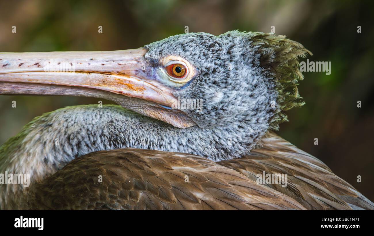 Ritratto di un pellicano a punta, la testa di un pellicano grigio con un occhio arancione brillante in primo piano su uno sfondo naturale e morbido. Foto Stock