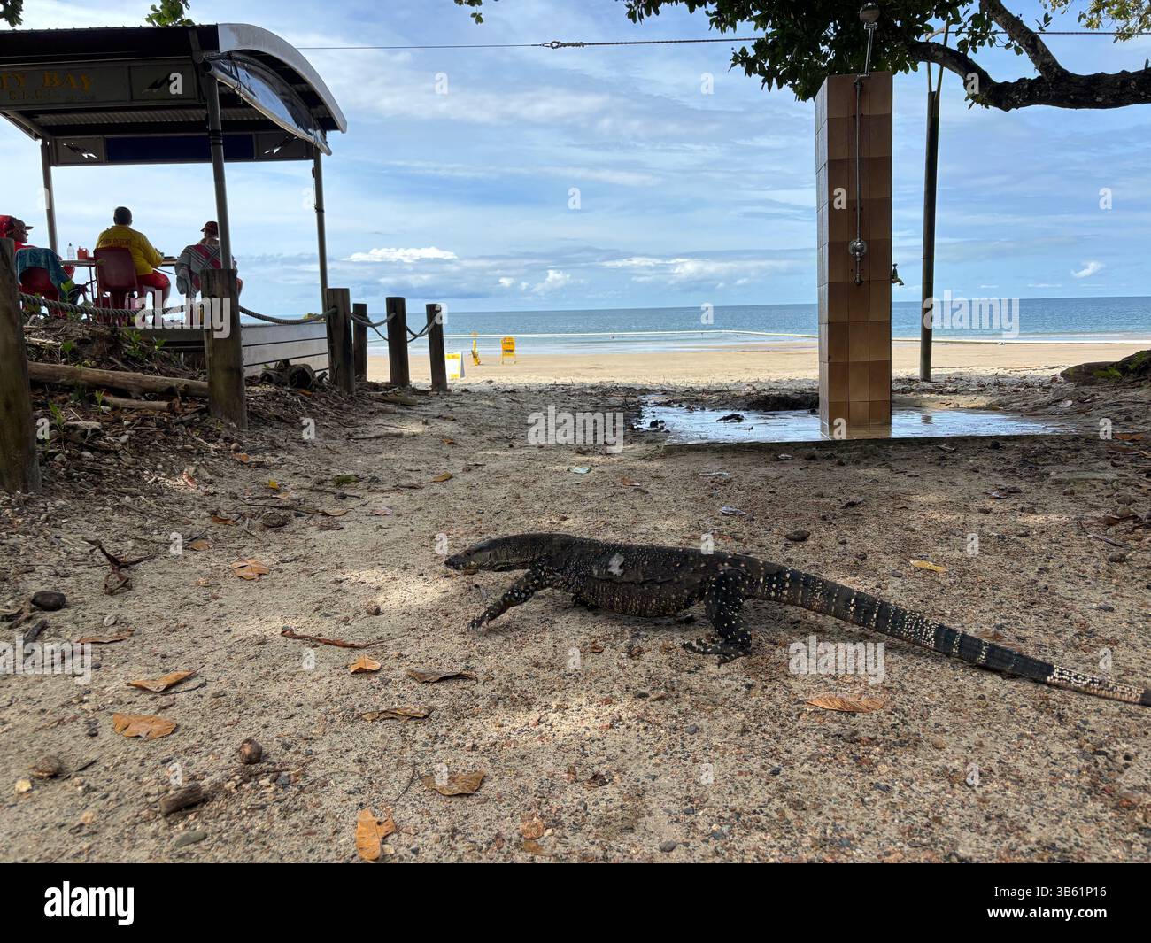 Grande goanna che passa accanto alla stazione salvavita, Etty Bay, nell'estremo nord del Queensland, Australia. Nessuna PR o MR - Immagine stock catturata con smartphone