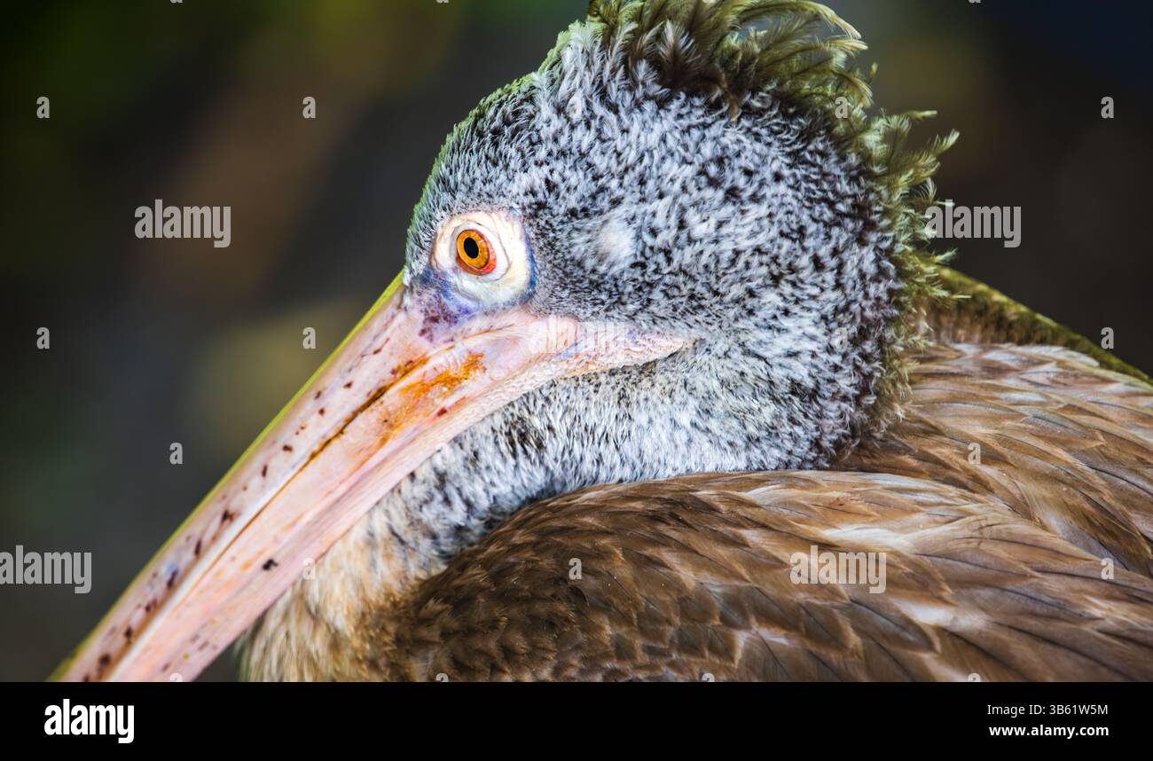 Ritratto di un pellicano a punta, la testa di un pellicano grigio con un occhio arancione brillante in primo piano su uno sfondo naturale e morbido. Foto Stock