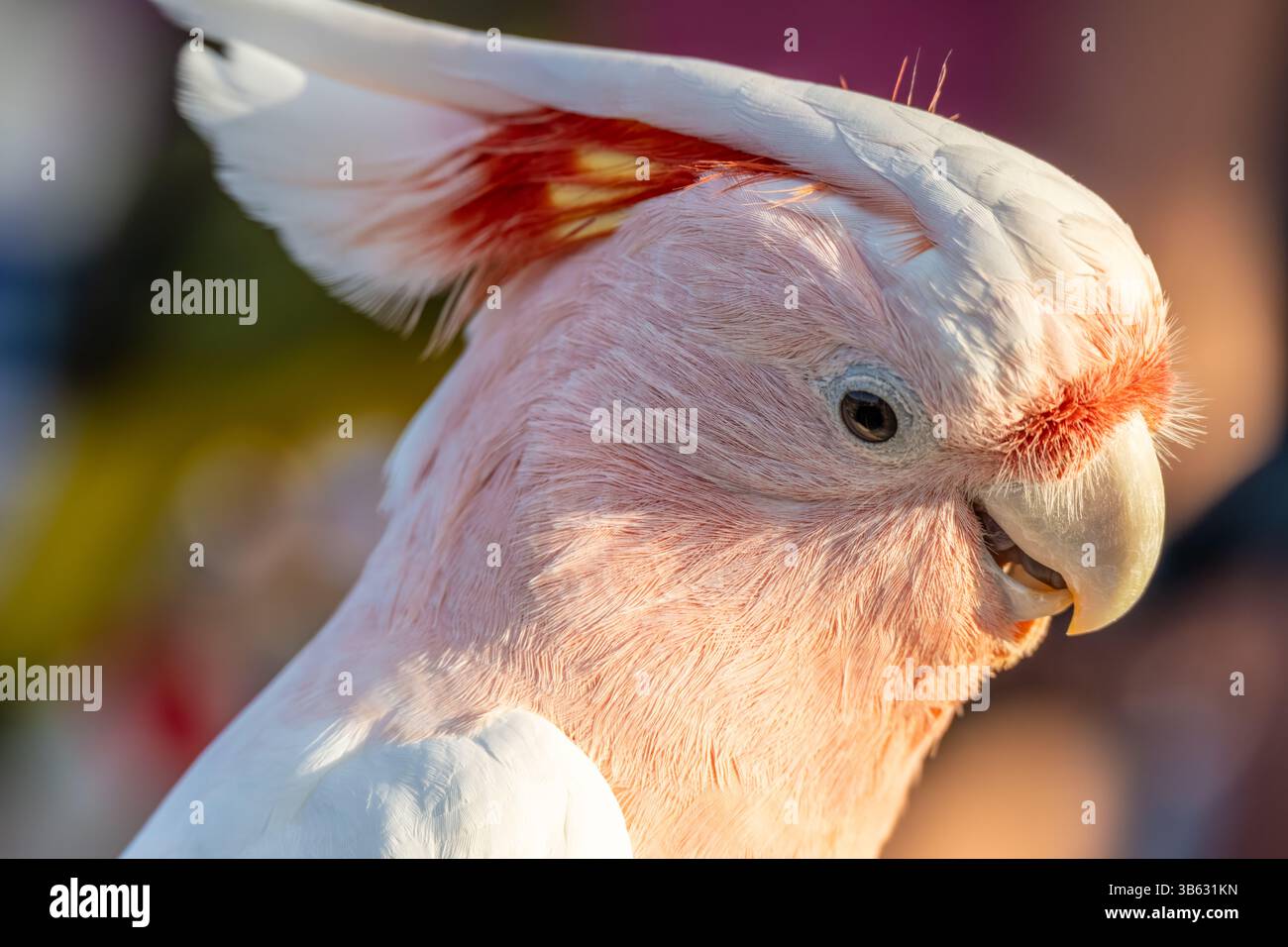 Cockatoo rosa (Cacatua/Lophochroa Leadbeateri) con una cresta bianca, rossa e gialla. (USA) Foto Stock