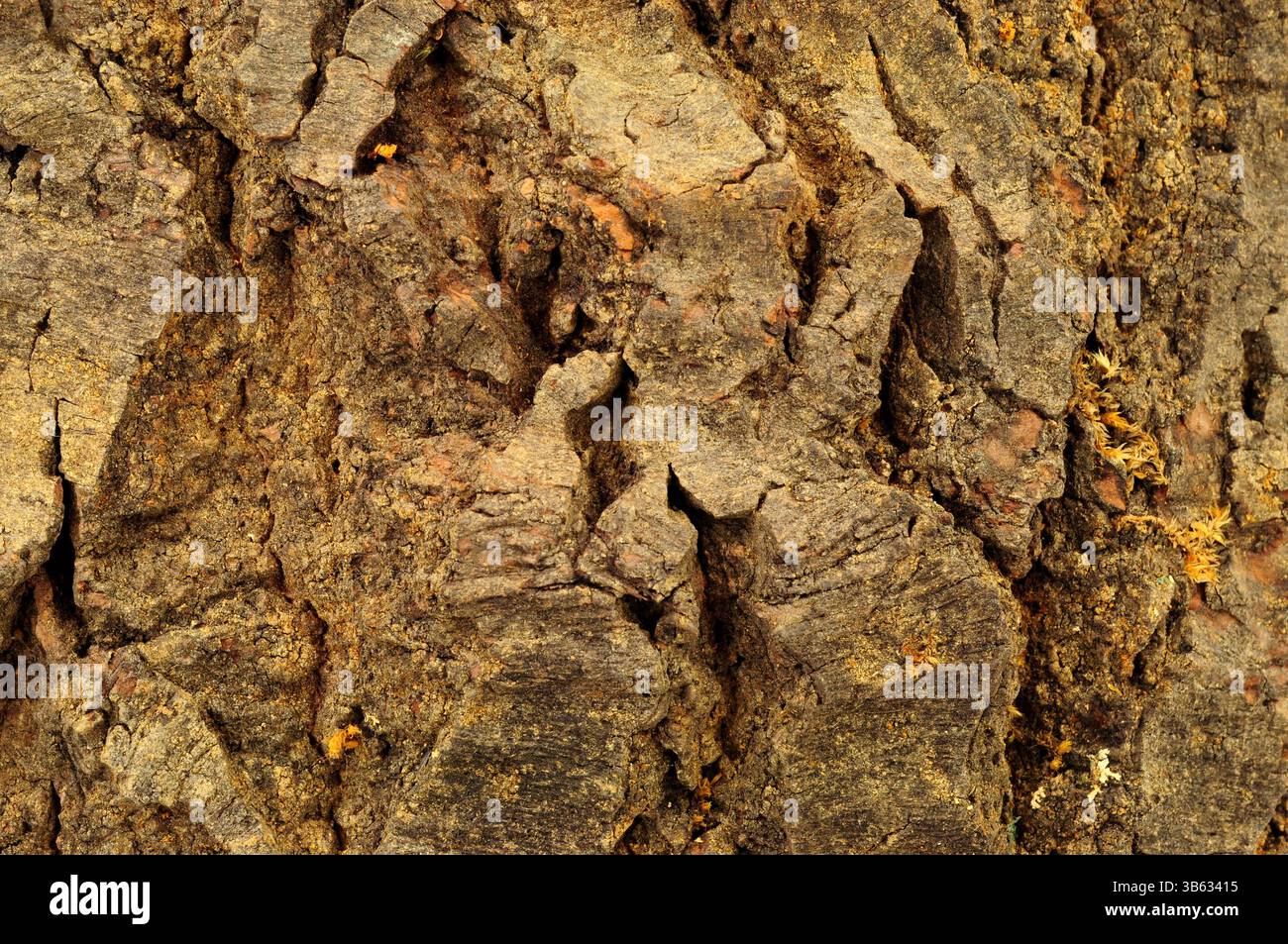 Superficie ruvida naturale della corteccia del tronco dell'albero, dettaglio di fondo testurizzato Foto Stock