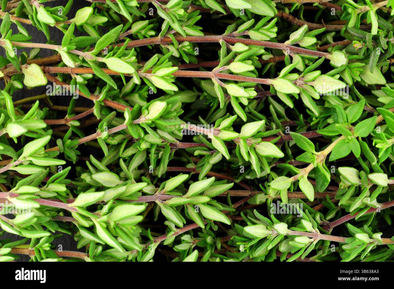 Ciuffi di erbe aromatiche fresche al timo per dettagli di fondo aromatici Foto Stock