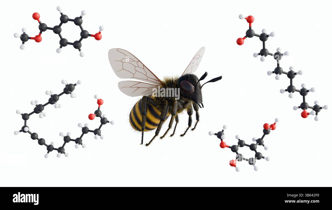 Una rappresentazione 3d dell'ape a nido d'ape in volo accanto a diverse strutture molecolari, Queen Mandibular Pheromone (QMP). Foto Stock