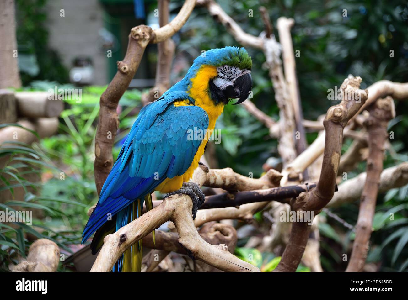 Blu e Oro Macaw Foto Stock