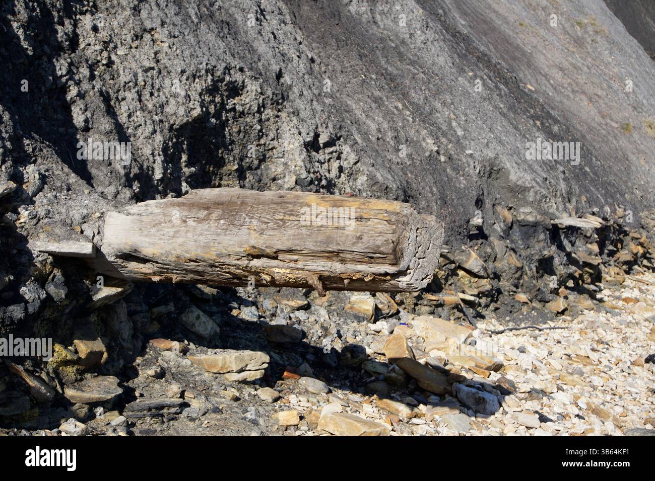 Tronco fossilizzato incorporato in una scogliera sedimentaria, esposto dall'erosione costiera. Seaham Beach, Inghilterra Foto Stock