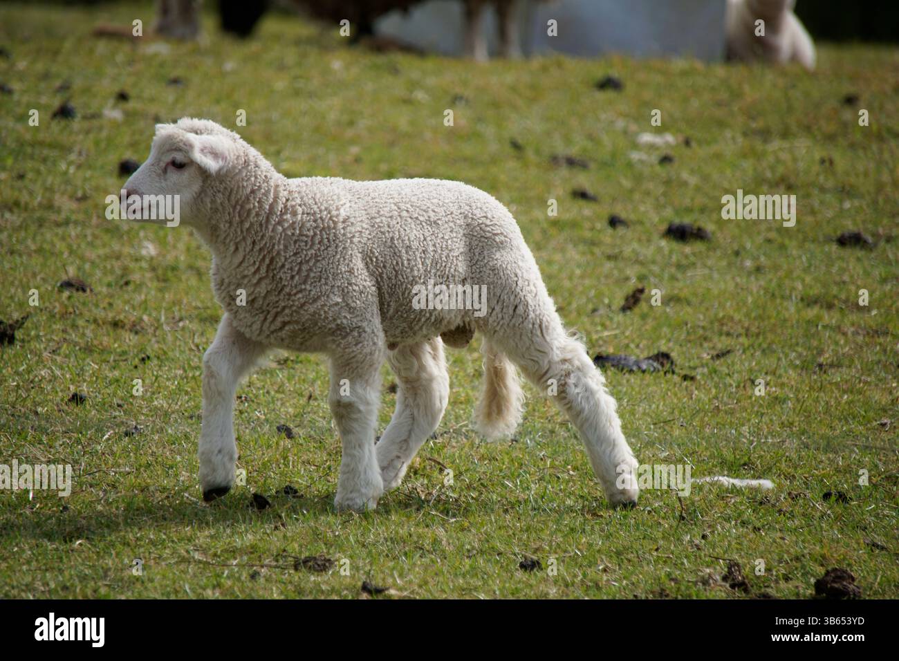 Giovane agnello in piedi su un prato verde nella campagna inglese. Hastings, Inghilterra Foto Stock