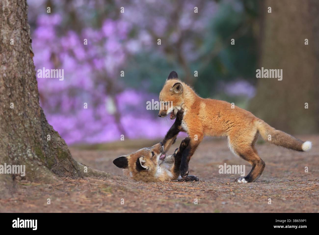 Cuccioli di volpi rosse che giocano nella foresta, Canada Foto Stock