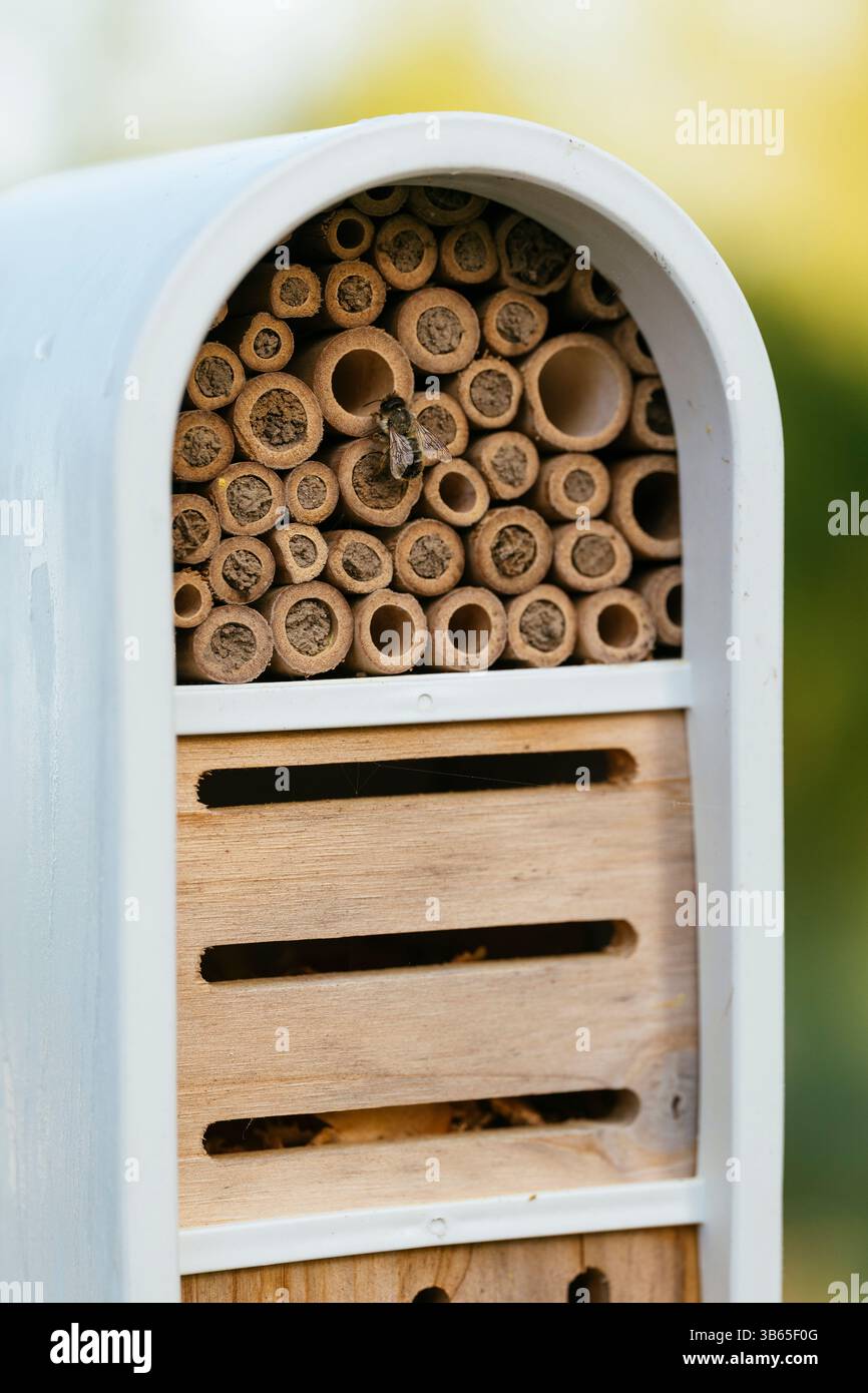 Bee hotel con tubi di allevamento occupati. Foto Stock
