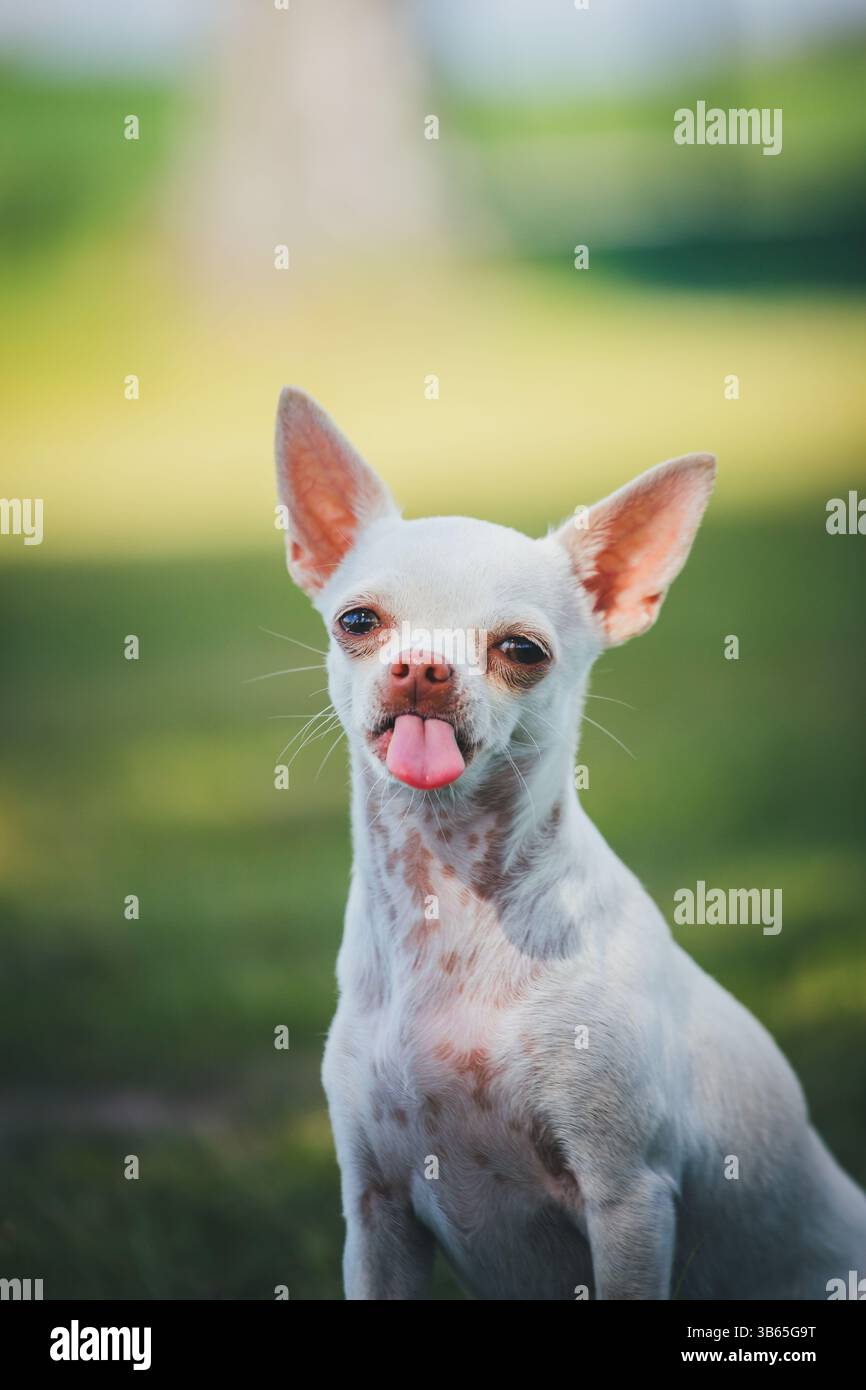 Chihuahua Foto Stock