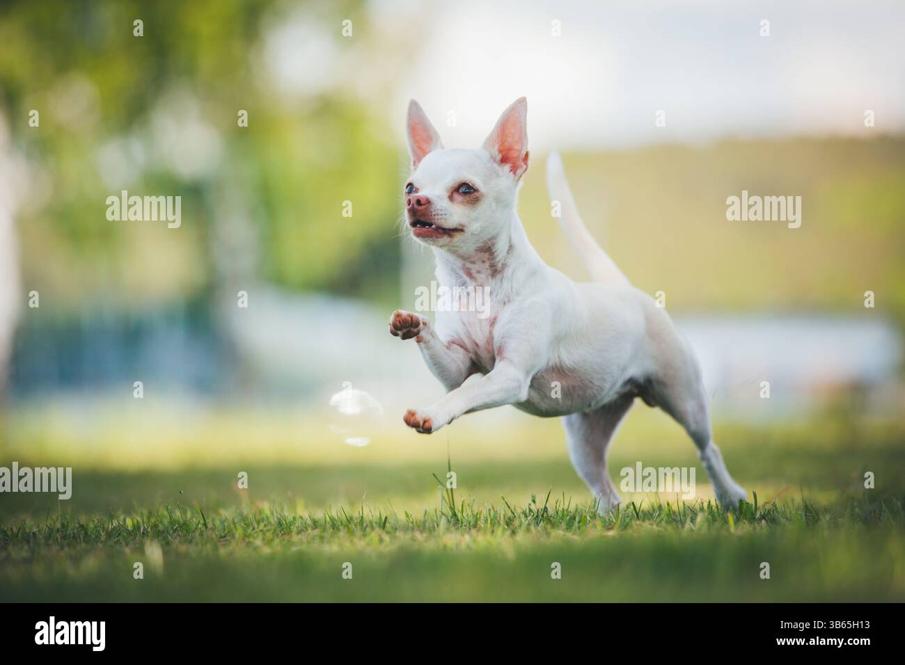 Chihuahua Foto Stock